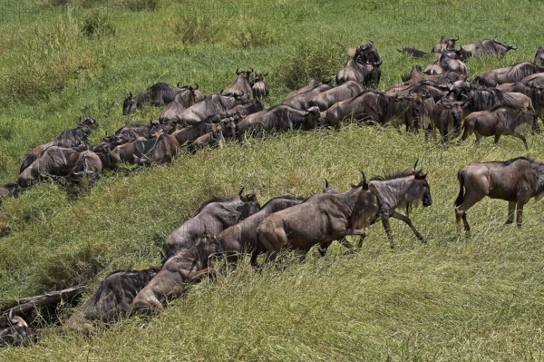 Blue Wildebeest (connochaetes taurinus), Herd Migrating, Masai Mara Park in Kenya