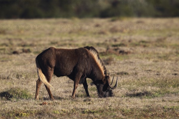 White-tailed gnu (Connochaetes gnou) in Amakhala Game Reserve, South Africa. White-tailed wildebeest in Amakhala Game Reserve, Eastern Cape, South Africa, Africa