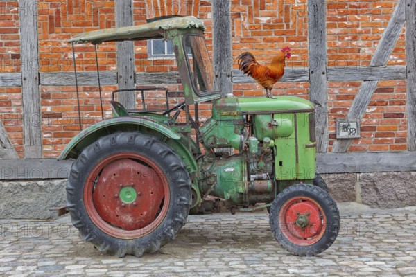 Proud cock on a tractor