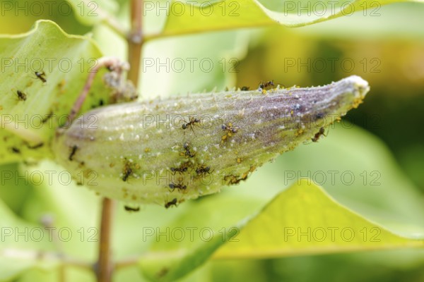 Fruit of (Asclepias Syriaca) or Milkweed hosting ants and aphids. This plant produces latex