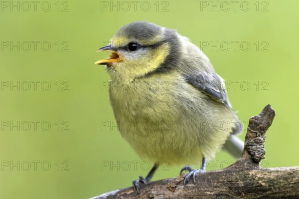 Juvenile blue tit