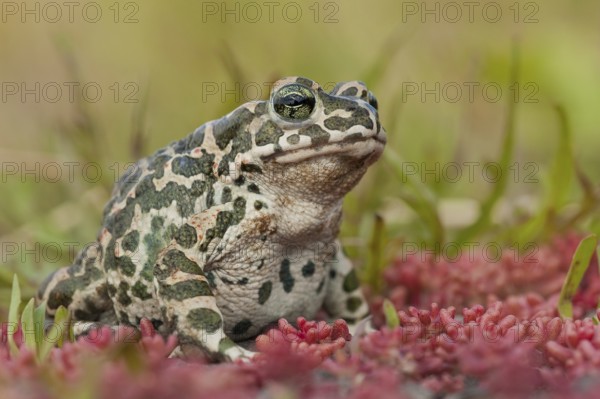 European green toad (Bufotes viridis) Germany
