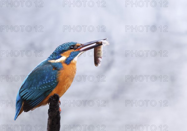 Kingfisher (Alcedo atthis) with a caught fish, Tyrolean Unterland, Tyrol, Austria, Europe