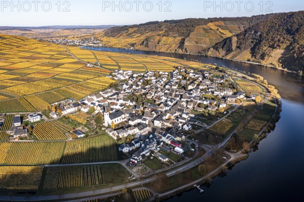 Aerial view, vineyards in autumn, Minheim, Piesport, Mosel, Region Bernkastel-Wittlich, Rhineland-Palatinate, Germany, Europe