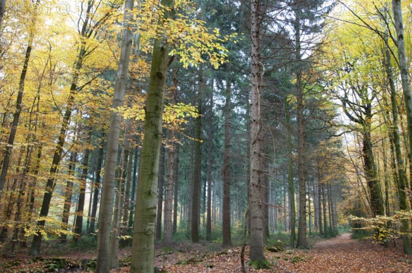 Mixed forest, autumn in mixed coniferous and deciduous forest, Uedem, North Rhine-Westphalia, Germany, Europe