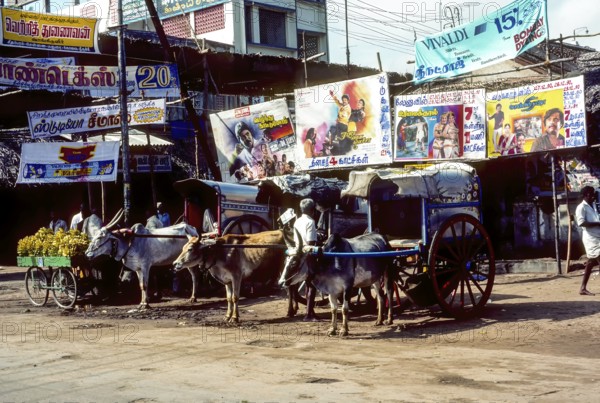 Bullock carts for hire in Chidambaram, Tamil Nadu, South India, India, Asia. Photographed in 1990, Asia