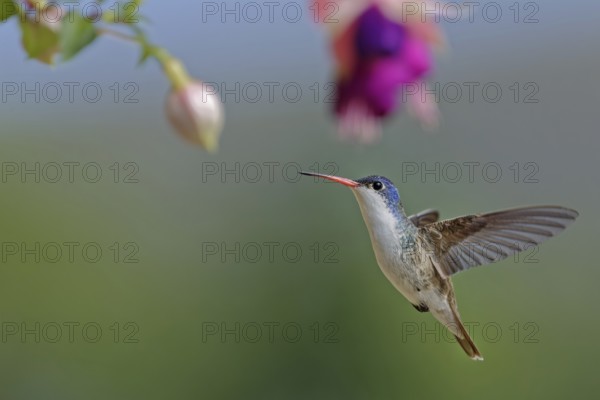 Violet-crowned hummingbird (Amazilia violiceps), State of Jalisco, Mexico, Central America