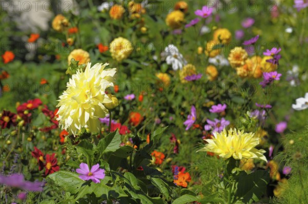 Cottage garden with perennial flowers