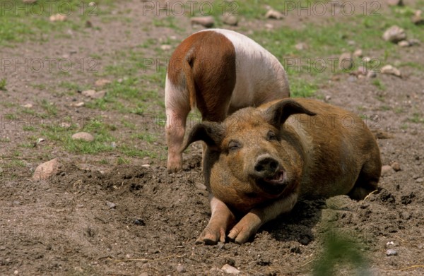 Red-breasted Husum Protest Pig, Danish Protest Pig, German Saddleback Pig Division Red-breasted Husum Pig