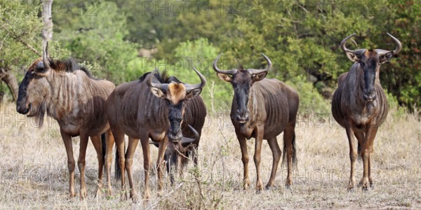 Streifengnus, blue wildebeests (Connochaetes taurinus), S