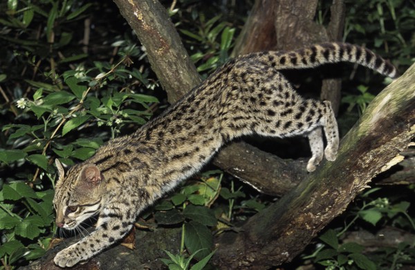 TIGER CAT OR ONCILLA (leopardus tigrinus), ADULT LEAPING FROM BRANCH