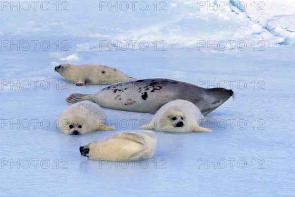 HARP harp seal (pagophilus groenlandicus), MOTHER AND PUPS ON ICE FIELD, MAGDALENA ISLAND IN CANADA