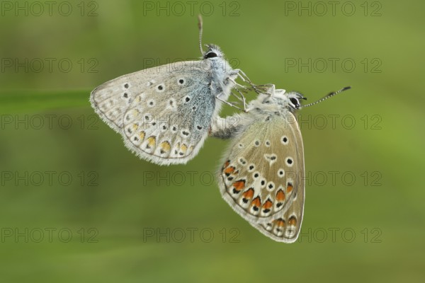 Bluebells, pair