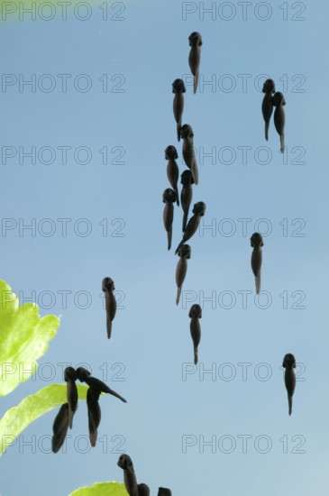 Common toad (Bufo bufo), tadpole, tadpole
