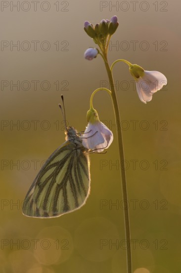 Green-veined white (Pieris napi), Rhineland-Palatinate, Germany, Europe