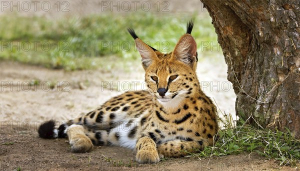 AI generated, animal, animals, mammal, mammals, biotope, habitat, a, individual, foraging, wildlife, caracal, caracal (Caracal caracal), lynx, lynxes, resting under a tree