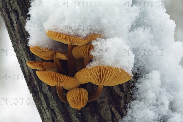 Mushroom, Snow, Winter, Mushroom group, Tree trunk, Tree mushroom