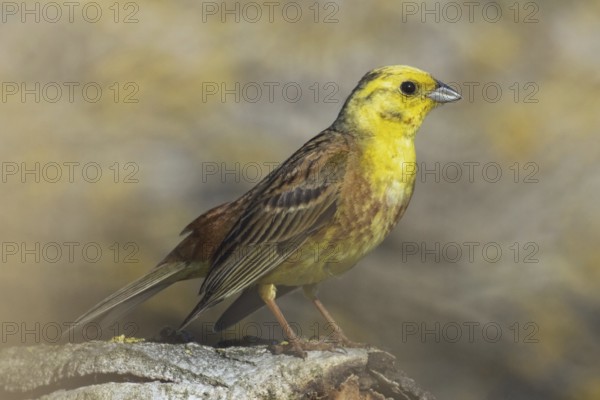 Yellowhammer male sitting on tree trunk looking right
