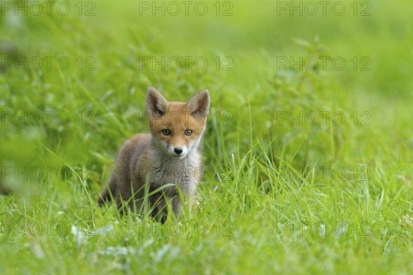 Fox cub, Vulpes vulpes, Germany, Europe