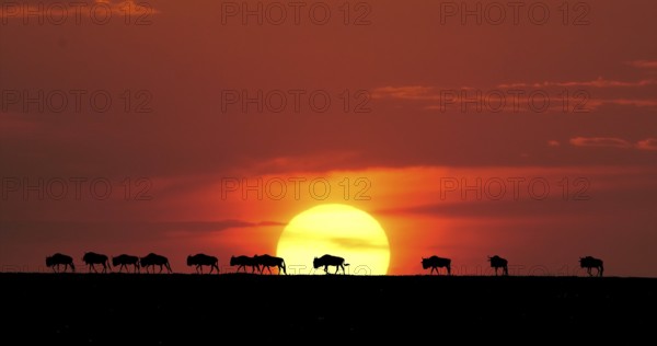Blue Wildebeest (Connochaetes taurinus) at Sunset, Masai Mara Park in Kenya