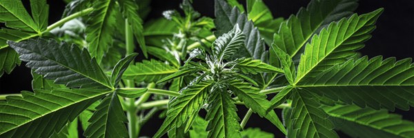 Cannabis plants in bloom on a black background panorama. Growing marijuana for medicinal purposes