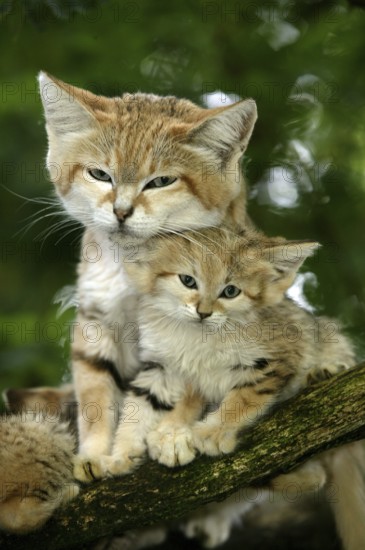 Sand cat (felis margarita), mother with kitten on branch