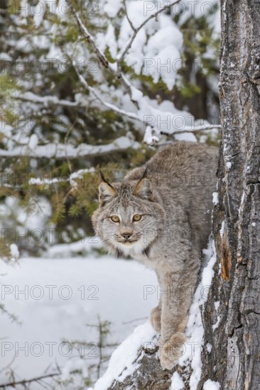 A bobcat hunts for prey in a snowy forest habitat