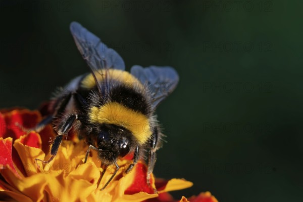 Dark earth bumblebee
