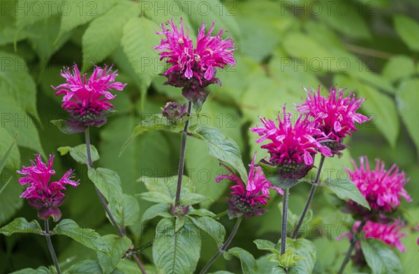 Golden balm, also called bee balm hybrid (Monarda didyma), i