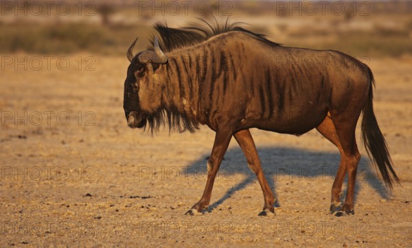Blue wildebeest (Connochaetes taurinus) in morning light, Central Kalahari, Botswana, Botswana, Africa