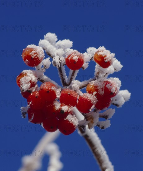Rowanberry or mountain ash (Sorbus aucuparia) Throttle berry, Quitsche, Krametsbeerbaum with hoarfrost covers, Rowanberry or mountain ash Throttle berry, Krametsbeerbaum with hoarfrost covers