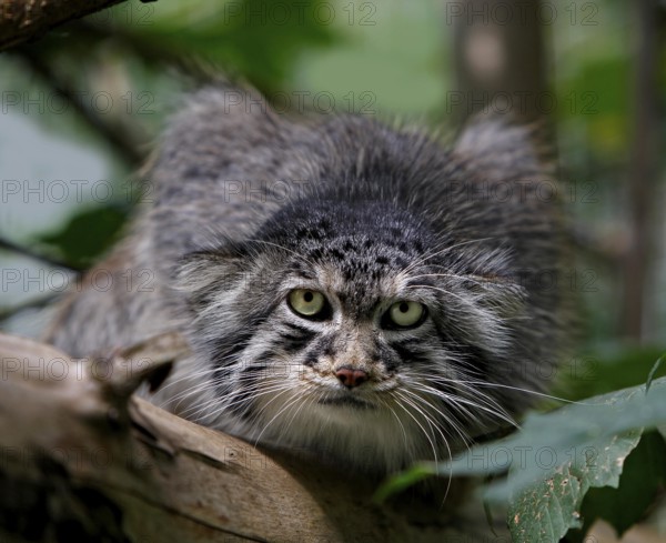 Manul or Pallas's Cat (otocolobus manul), Adult standing on Branch