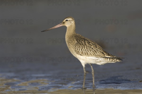 Bar tailed Godwit (Limosa lapponica), lateral view