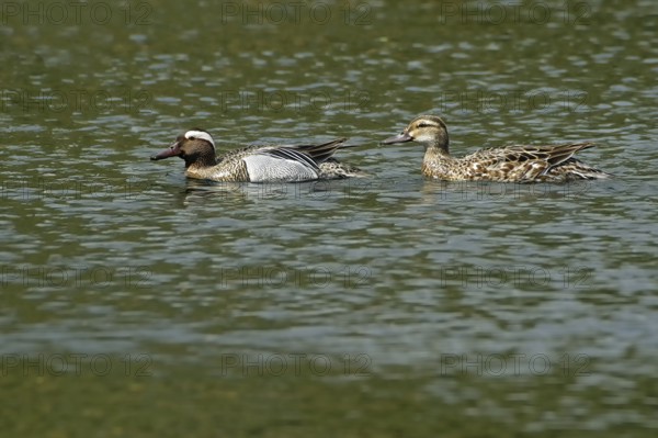 Pair of garganey ducks