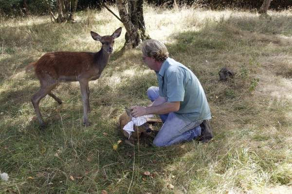 Vet with Roe Deer (capreolus capreolus) at "La Dame Blanche", a Wildlife Protection Center in Normandy
