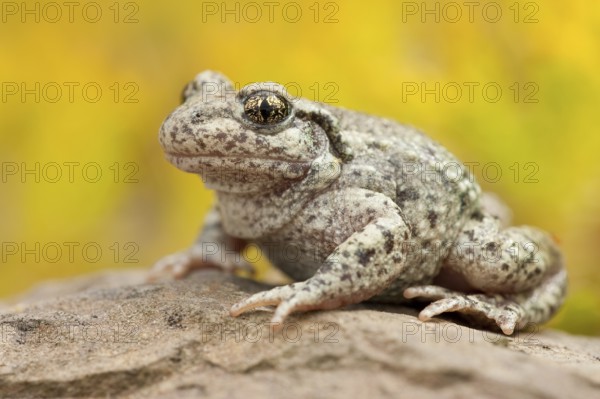 Common midwife toad (Alytes obstetricans), Rhineland-Palatinate, Germany, Europe