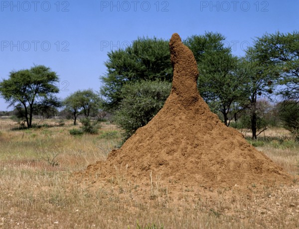 Termite nest, Namibia, Termite mound, Namibia, Africa