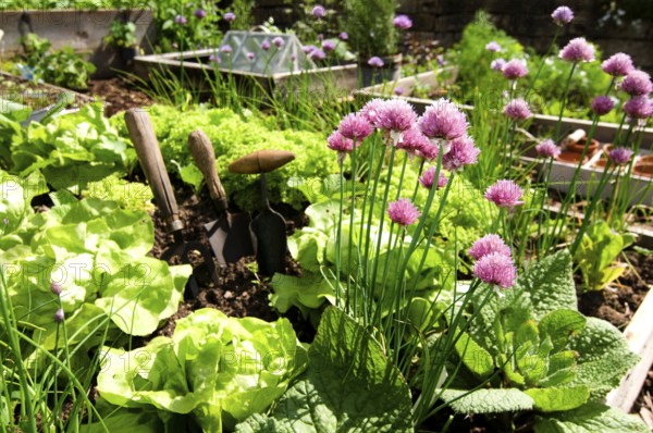Herb garden, chives (Allium schoenoprasum)