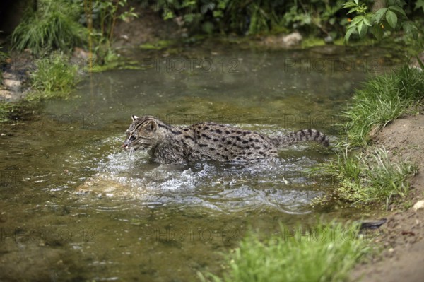 FISHING CAT (prionailurus viverrinus), ADULT IN WATER