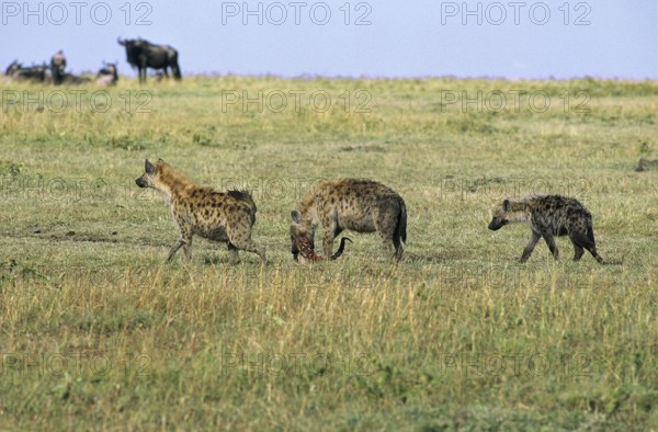 HYENE TACHETEE (crocuta crocuta), ADULT CARRYING CARCASS, MASAI MARA PARK IN KENYA
