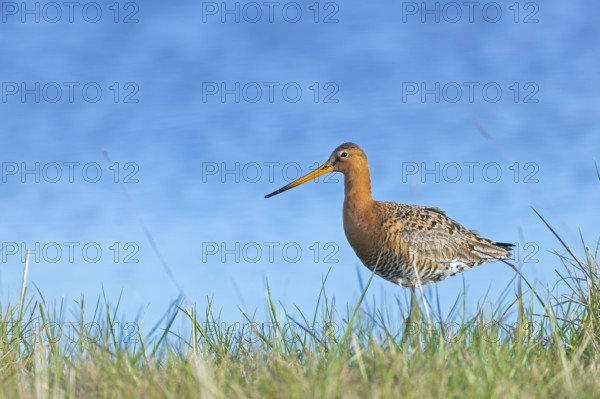Black-tailed Godwit (Limosa limosa) in breeding plumage, Black-tailed Godwit in breeding plumage