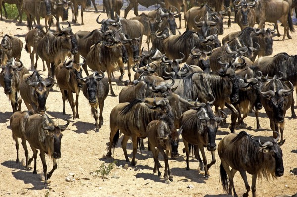 Blue Wildebeest (connochaetes taurinus), Herd Migrating, Masai Mara Park in Kenya