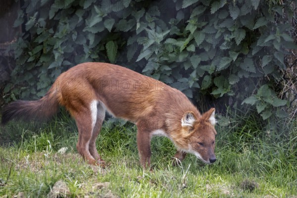 Dhole also called the Asiatic wild dog or Indian wild dog