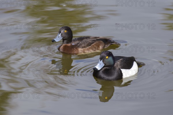 A pair of Tufted Ducks (Aythya fuligula) swimming together