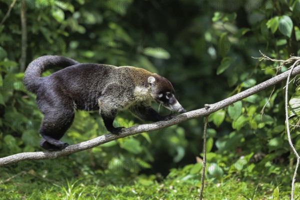 White nosed coati in Costa Rica