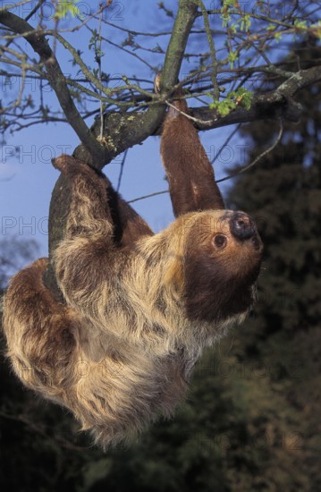 Linnaeus's two-toed sloth (choloepus didactylus), adultR HANGING ON THE BRANCH