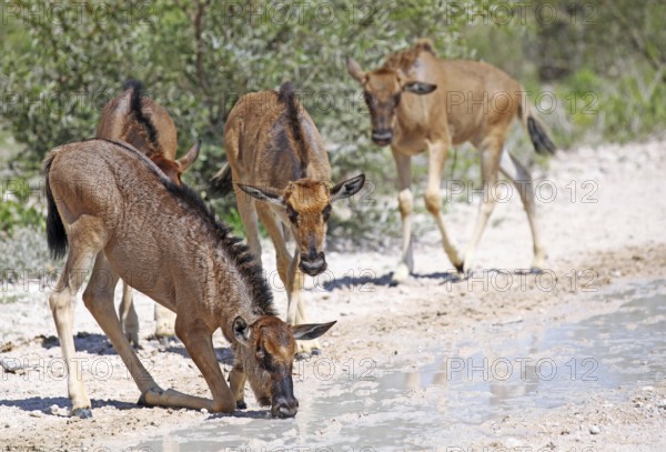 Very young wildebeests, Etosha, Namibia, very young wildebeests, Etosha, Namibia, Africa