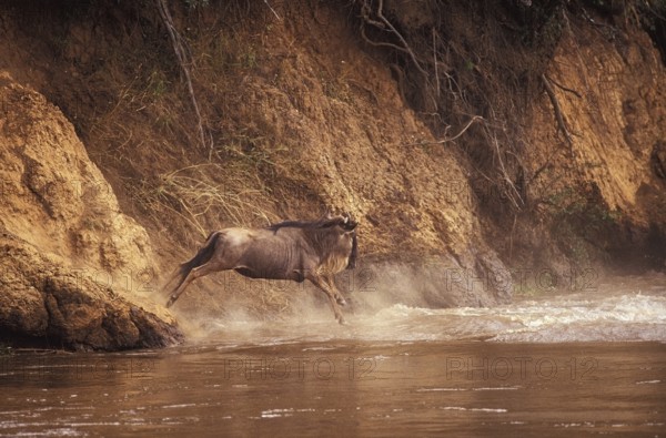 Blue Wildebeest (connochaetes taurinus), Adult crossing Mara River during Migration, Masai Mara Park in Kenya