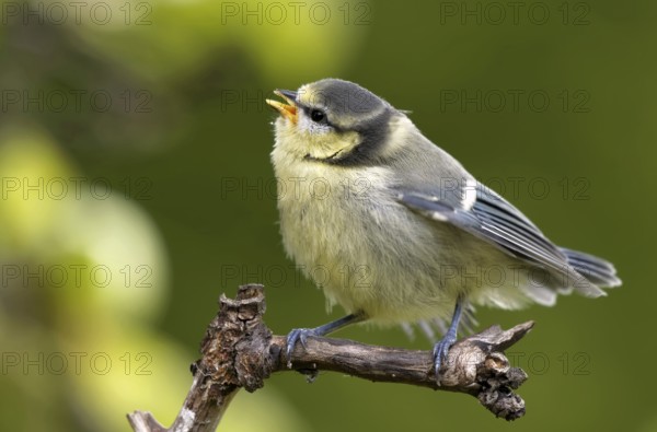 Juvenile blue tit
