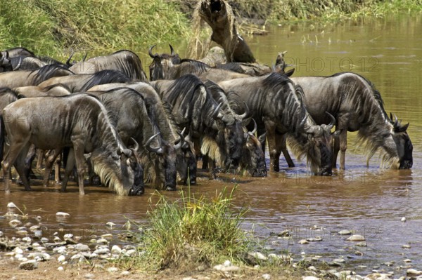 Blue Wildebeest (connochaetes taurinus), Group drinking at Mara River, Masai Mara Park in Kenya